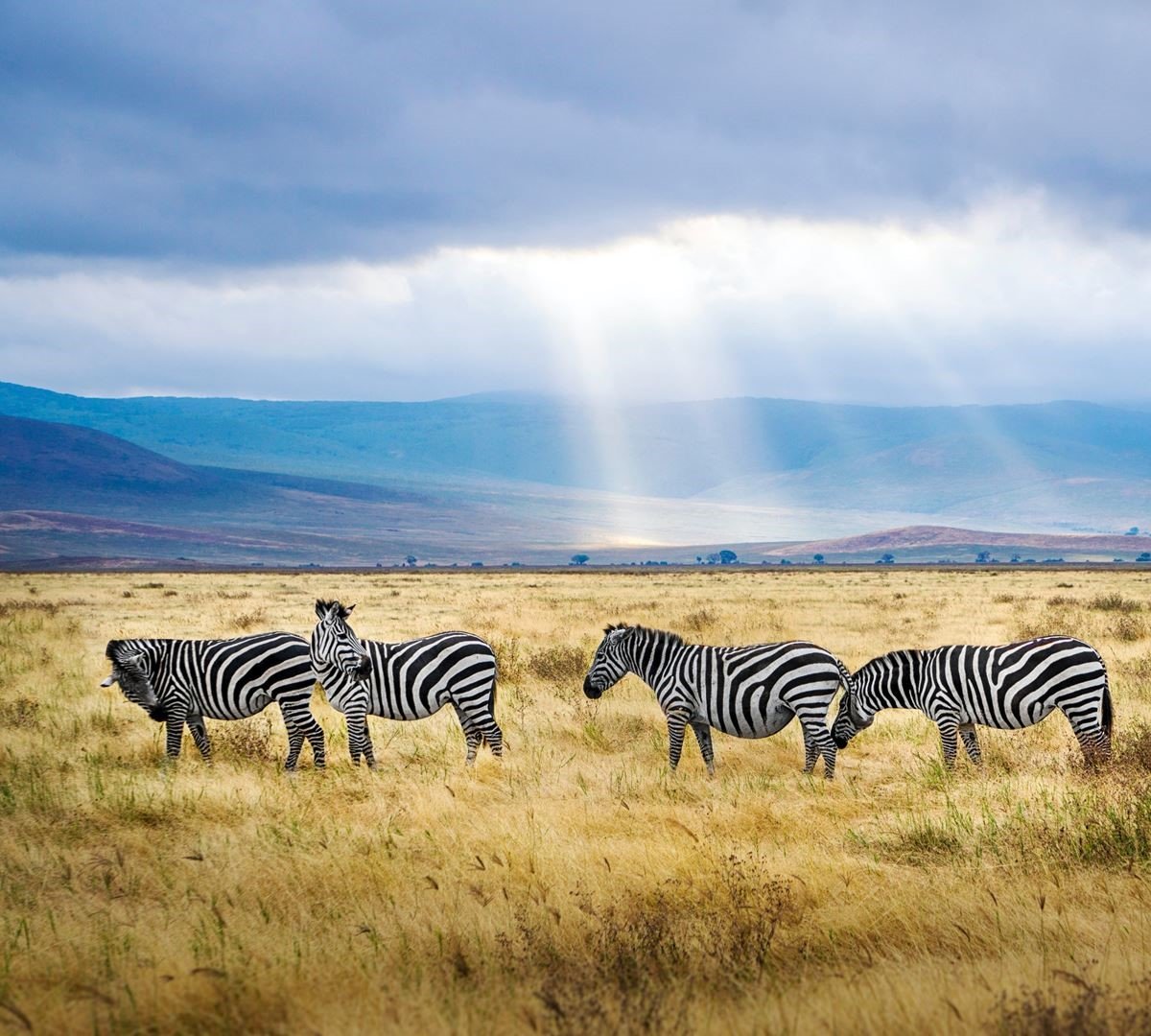 Top African Safari Destinations for Honeymooners